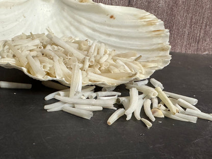 Tusk Shells- Dentalium/ White or Dyed Colorful
