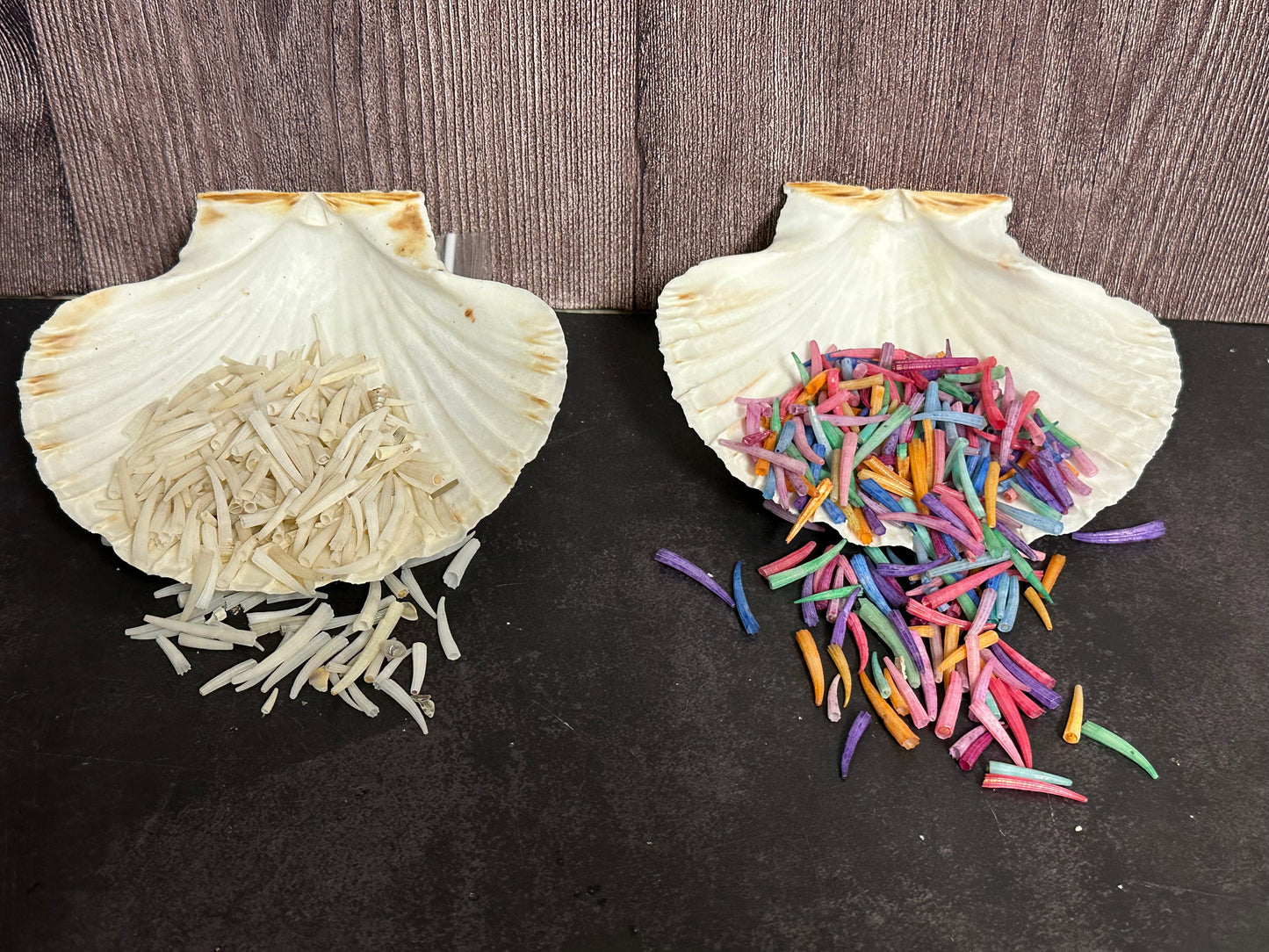 Tusk Shells- Dentalium/ White or Dyed Colorful