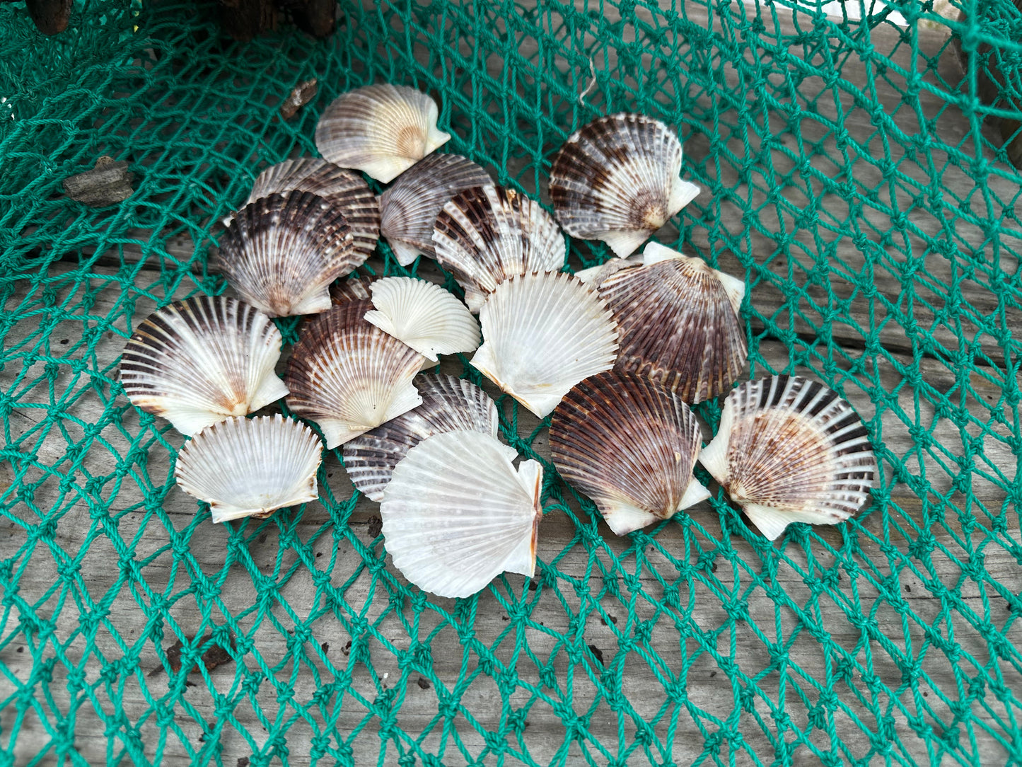 Assorted White and Black Scallop Shells