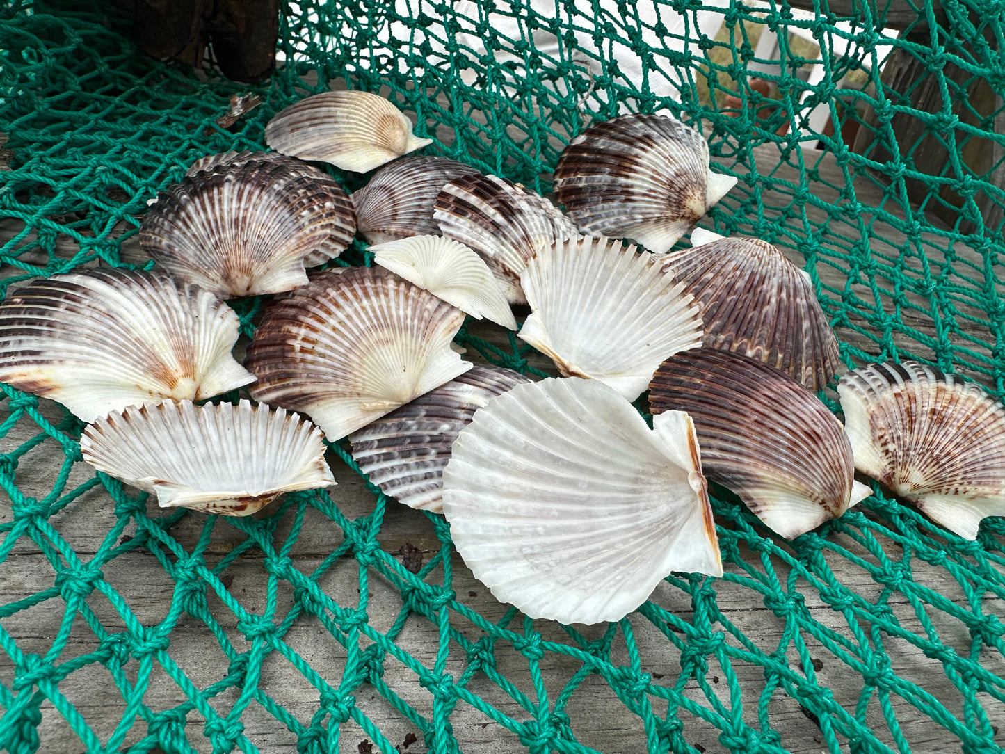 Assorted White and Black Scallop Shells