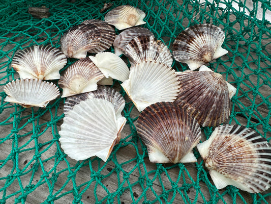Assorted White and Black Scallop Shells