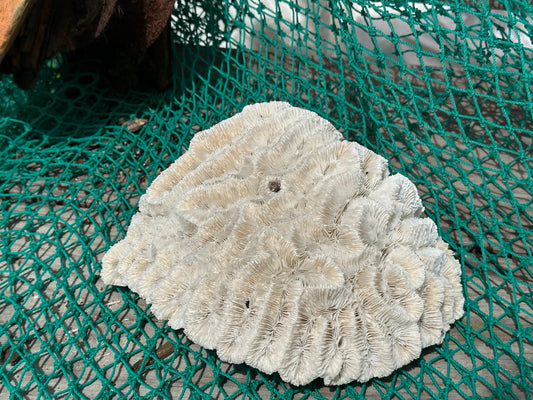 Vintage Open Brain Maze Coral Cluster 9x7.5x3"