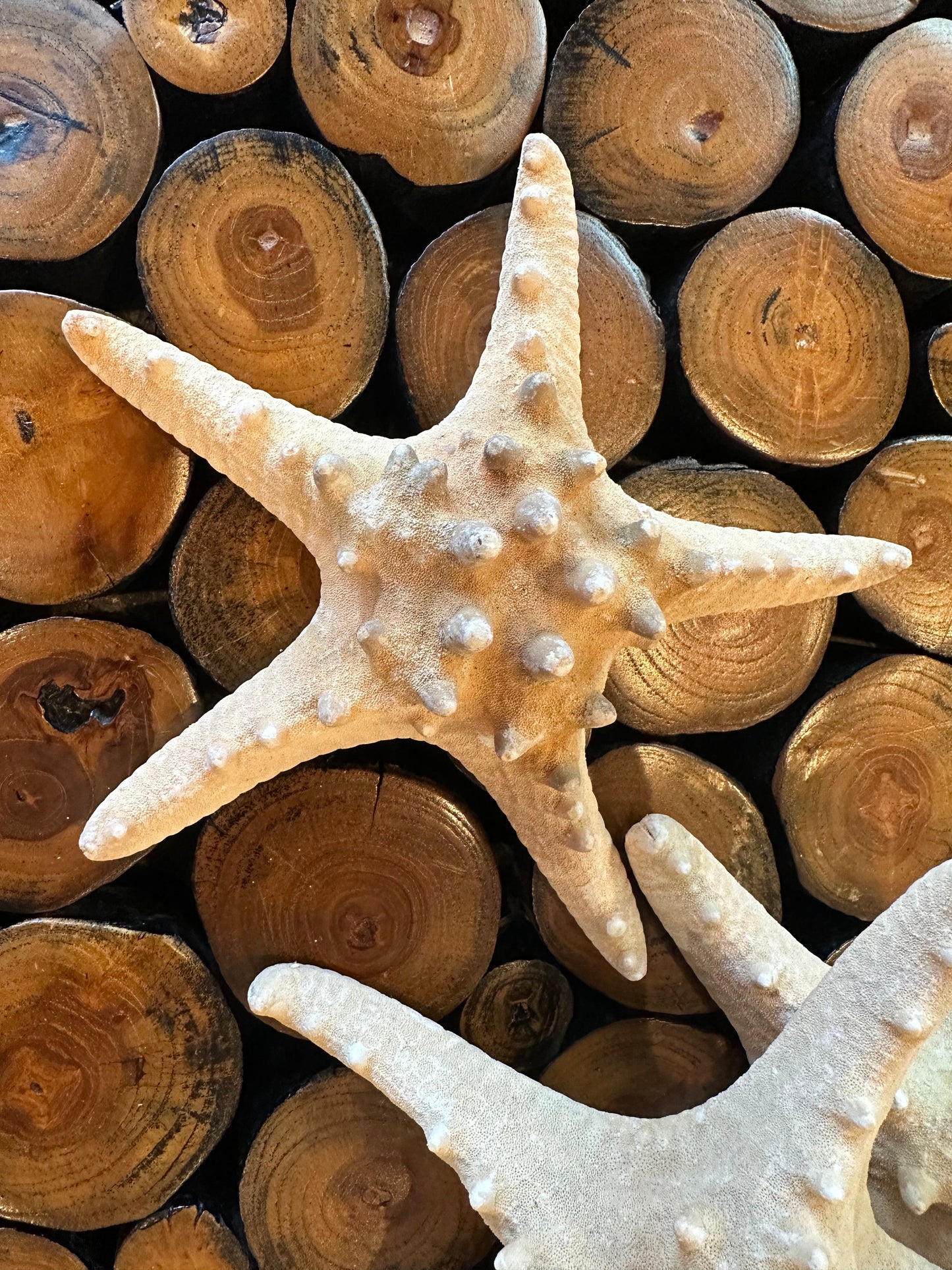 Large Natural/Tan Knobby Starfish