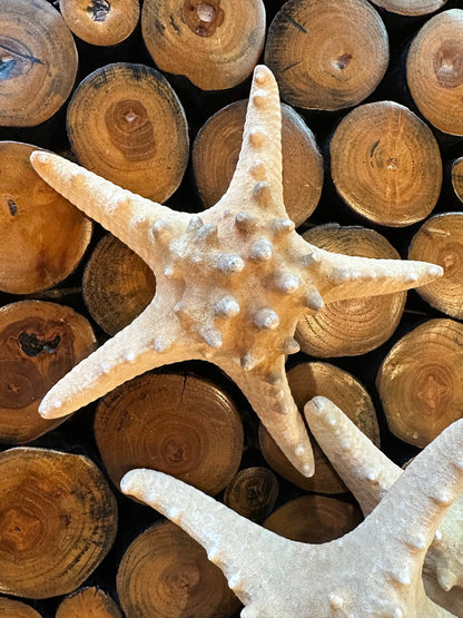 Large Natural/Tan Knobby Starfish