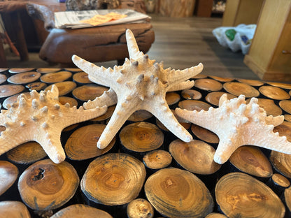 Large Natural/Tan Knobby Starfish
