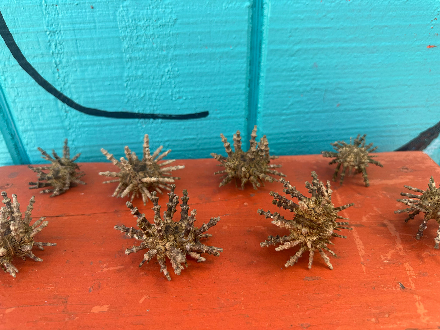 Small Green Sputnik Urchin with Spines