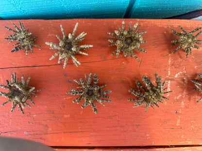 Small Green Sputnik Urchin with Spines
