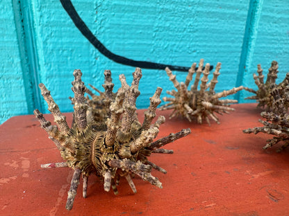 Small Green Sputnik Urchin with Spines