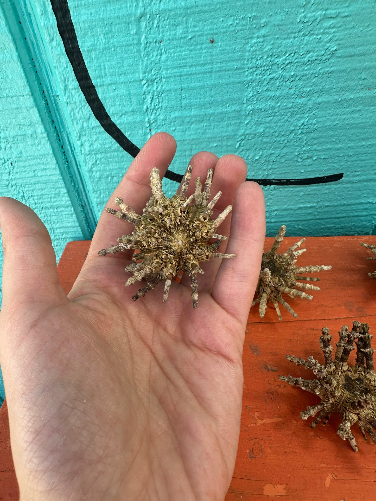Small Green Sputnik Urchin with Spines