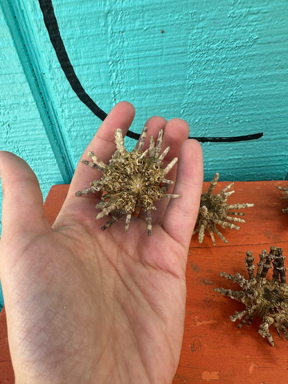 Small Green Sputnik Urchin with Spines