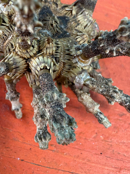 Small Green Sputnik Urchin with Spines