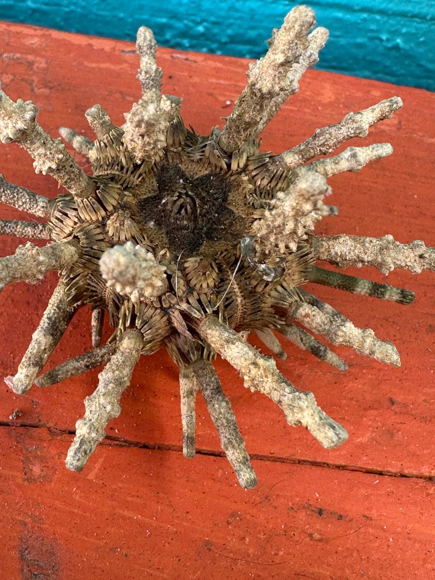 Small Green Sputnik Urchin with Spines