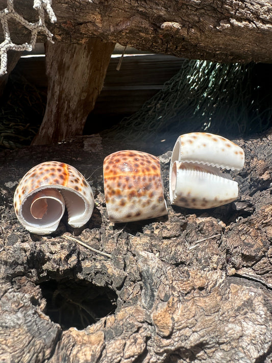 Vintage Sliced Tiger Cowrie Shell