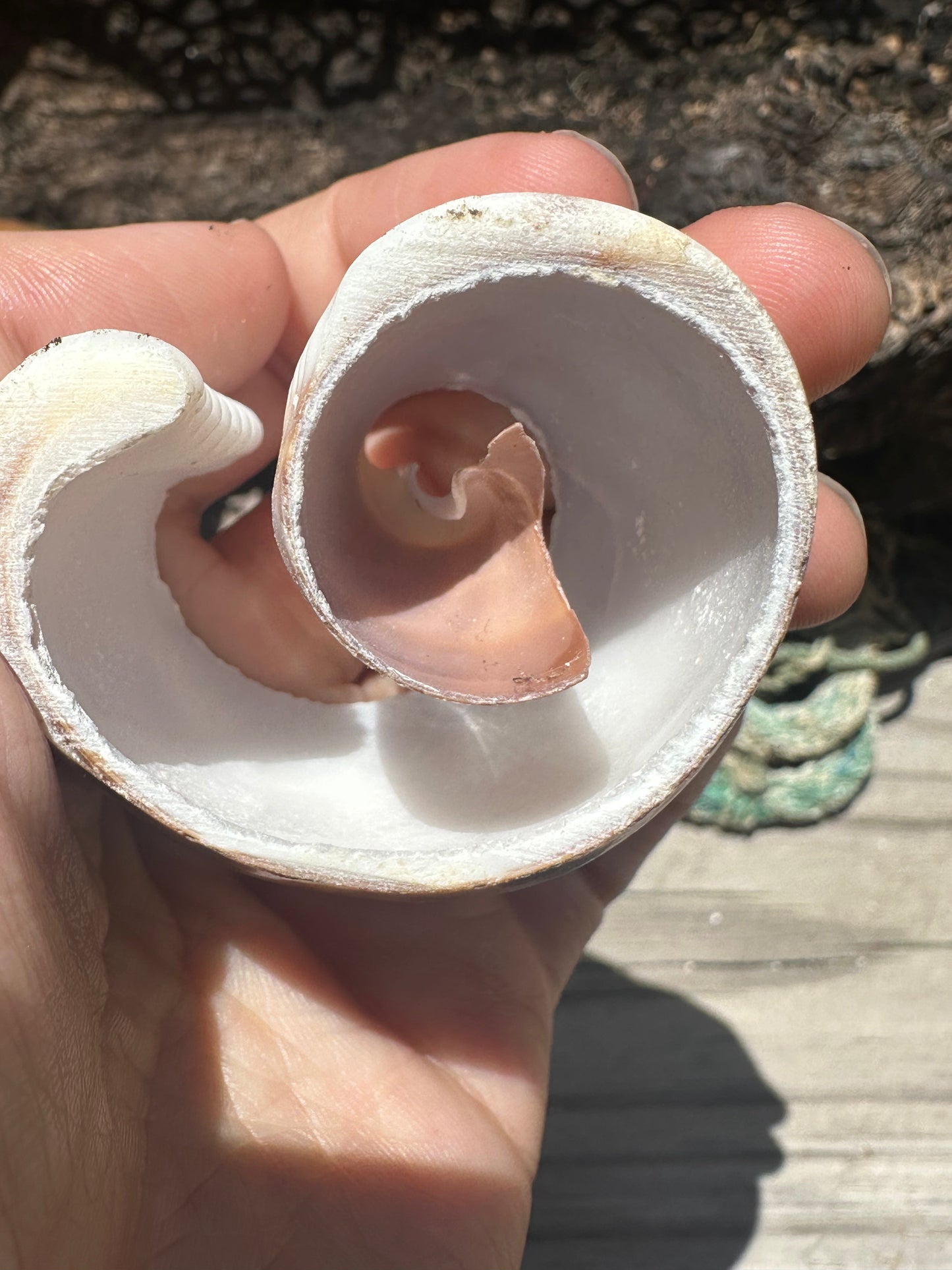 Vintage Sliced Tiger Cowrie Shell