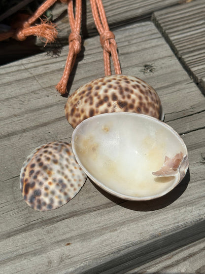 Vintage Sliced Tiger Cowrie Shell