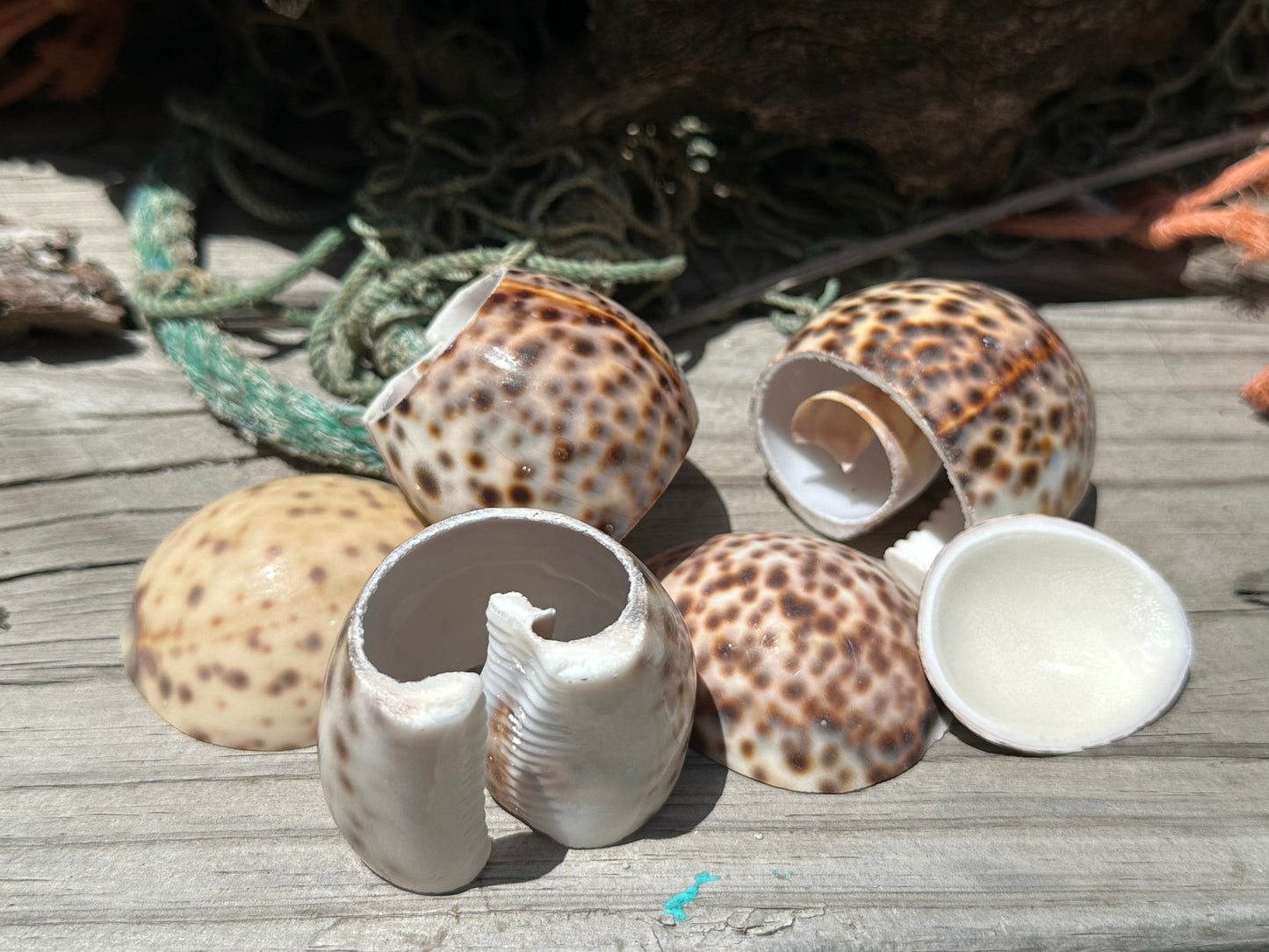 Vintage Sliced Tiger Cowrie Shell