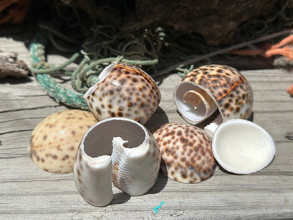 Vintage Sliced Tiger Cowrie Shell