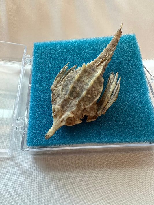 Taxidermied Sea Moth - Pegasus papilio