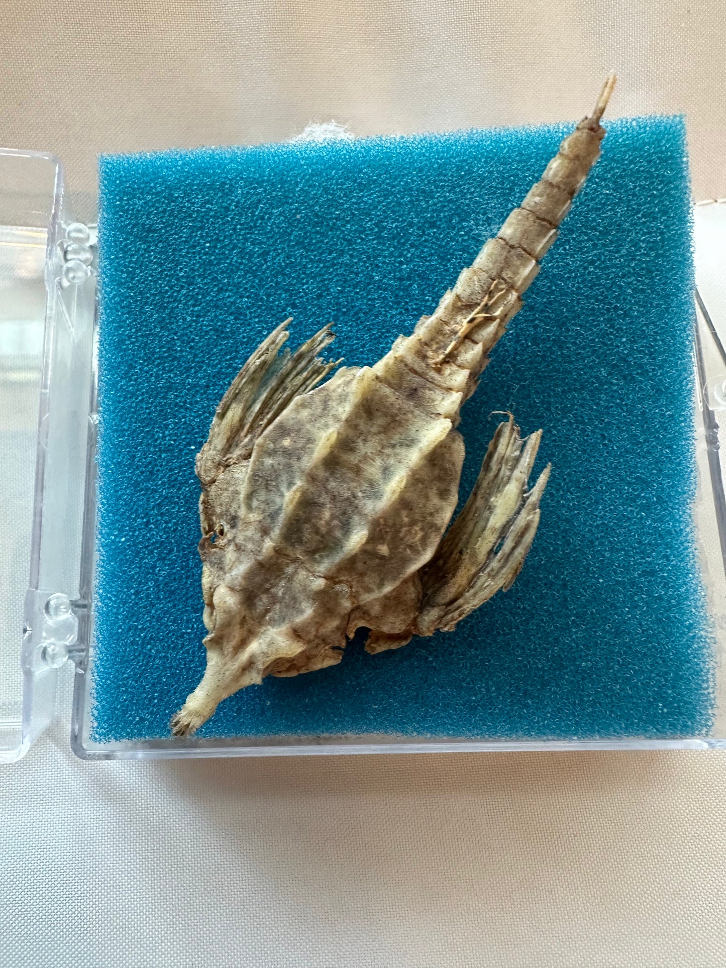 Taxidermied Sea Moth - Pegasus papilio