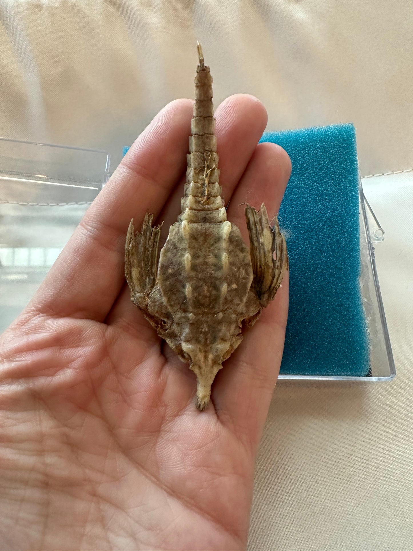 Taxidermied Sea Moth - Pegasus papilio