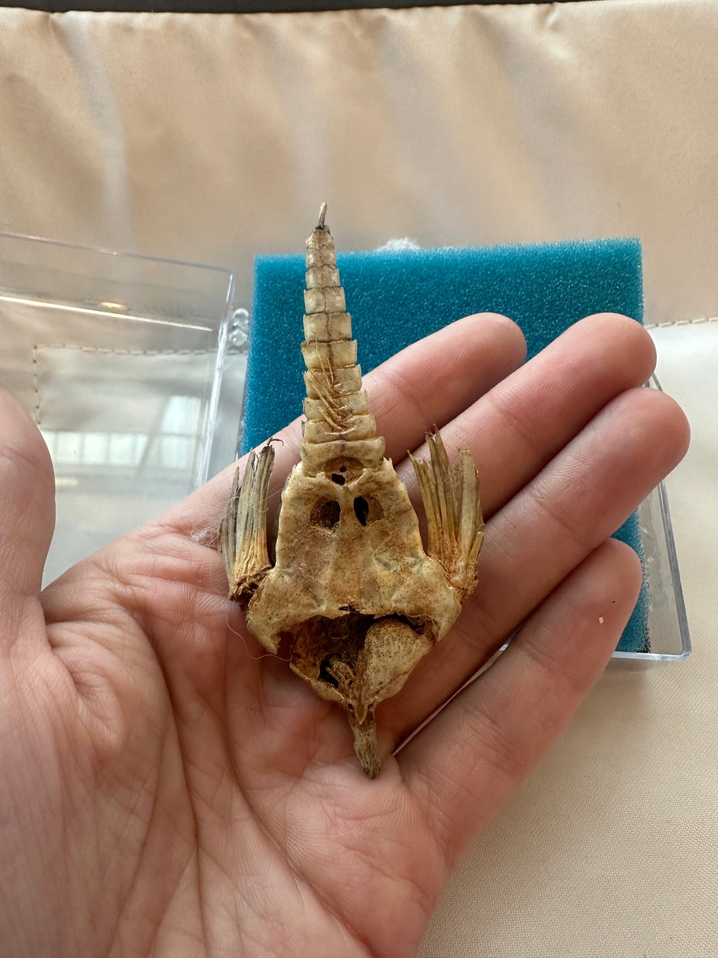 Taxidermied Sea Moth - Pegasus papilio