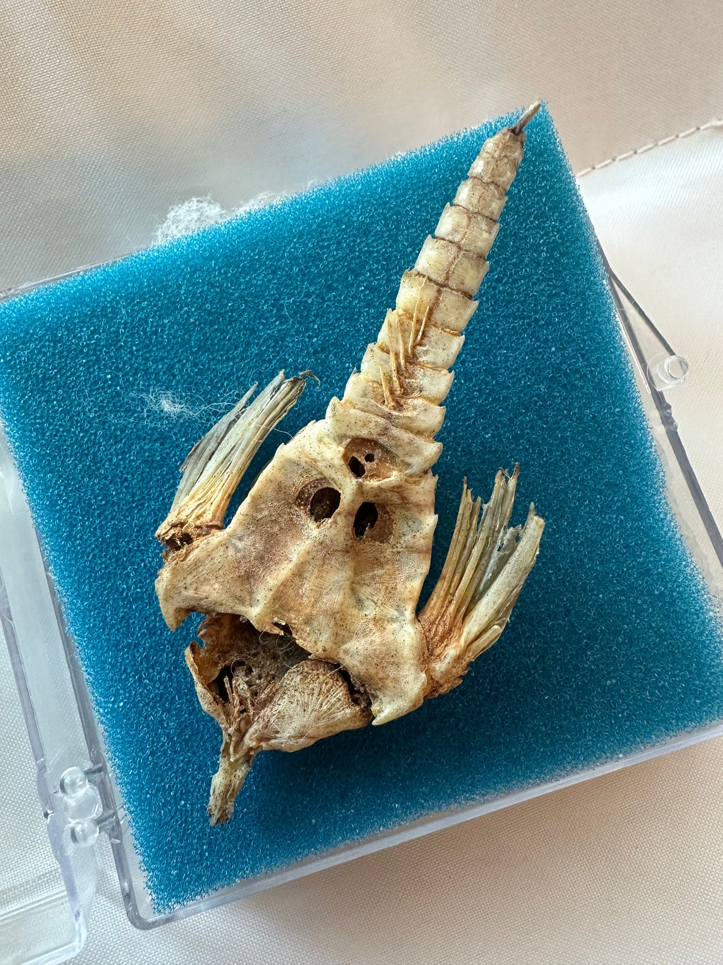 Taxidermied Sea Moth - Pegasus papilio