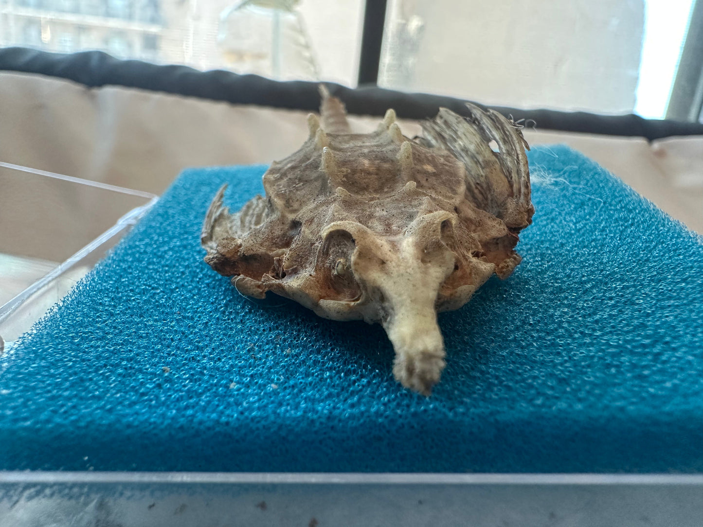 Taxidermied Sea Moth - Pegasus papilio