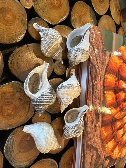 Small Neptune Shell with Documentation & Operculum - Neptunea kuroshio