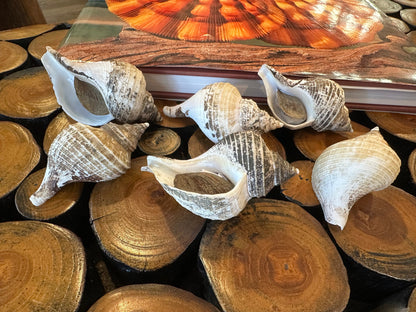 Small Neptune Shell with Documentation & Operculum - Neptunea kuroshio