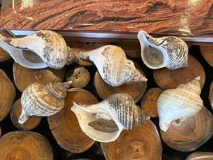 Small Neptune Shell with Documentation & Operculum - Neptunea kuroshio