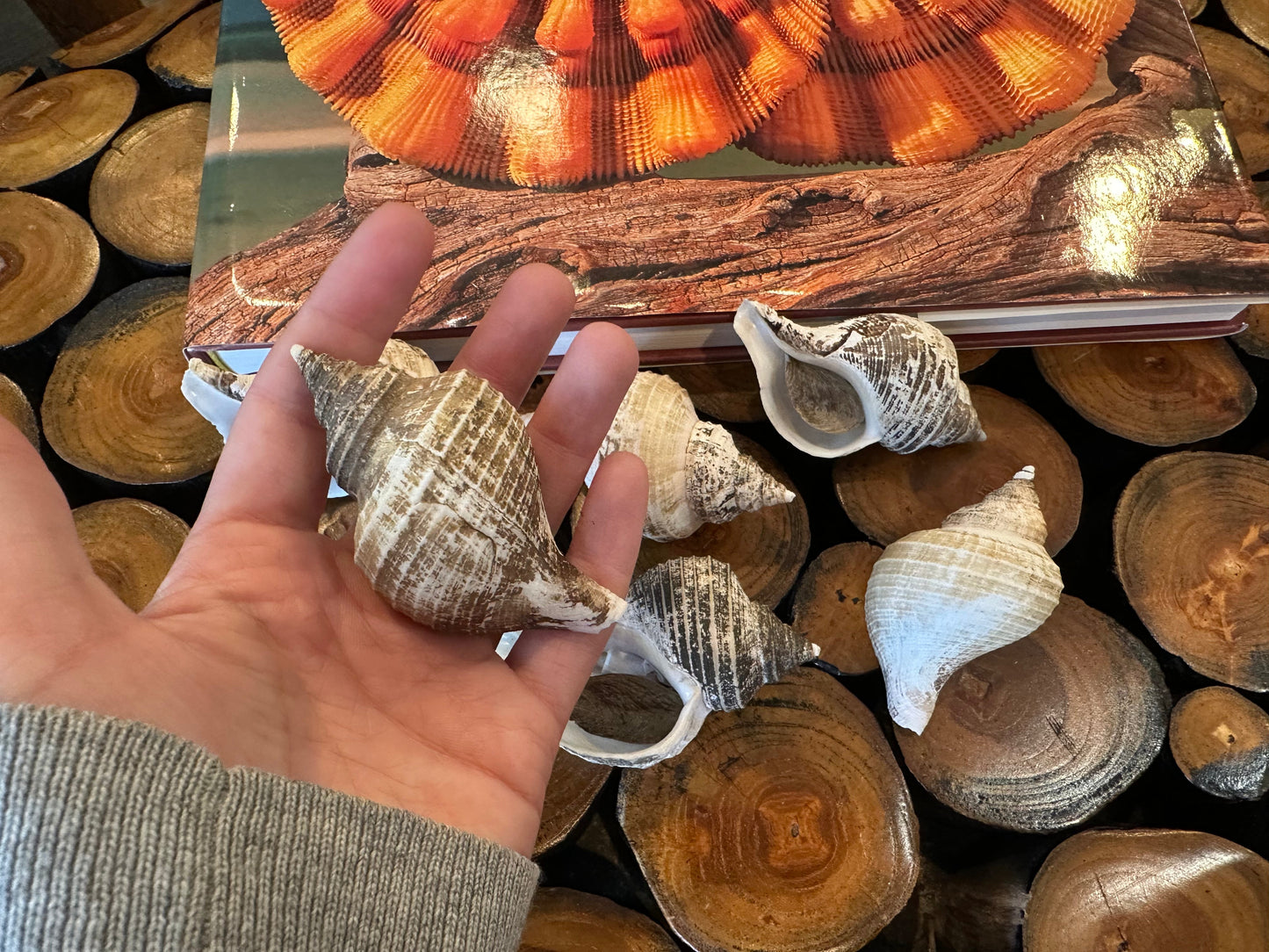 Small Neptune Shell with Documentation & Operculum - Neptunea kuroshio