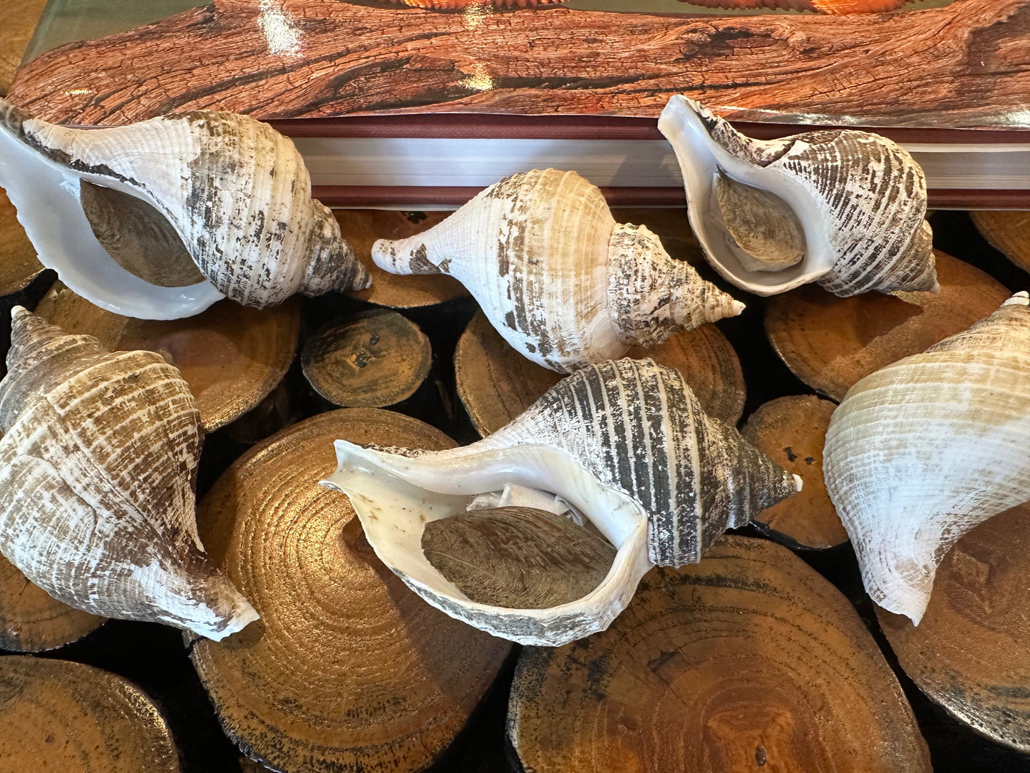 Small Neptune Shell with Documentation & Operculum - Neptunea kuroshio