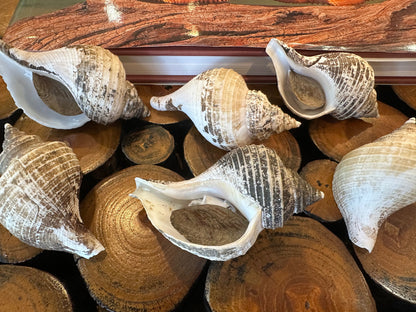 Small Neptune Shell with Documentation & Operculum - Neptunea kuroshio