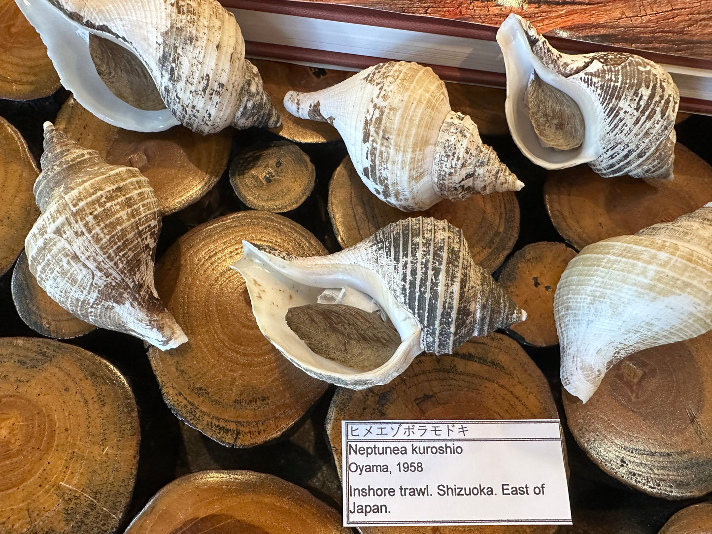 Small Neptune Shell with Documentation & Operculum - Neptunea kuroshio