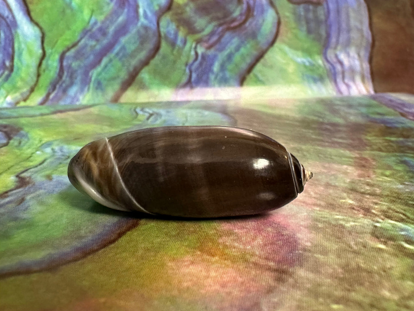 Oliva oliva (Black Variety) with Documentation, E. Java, Indonesia 2024