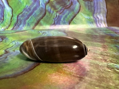 Oliva oliva (Black Variety) with Documentation, E. Java, Indonesia 2024