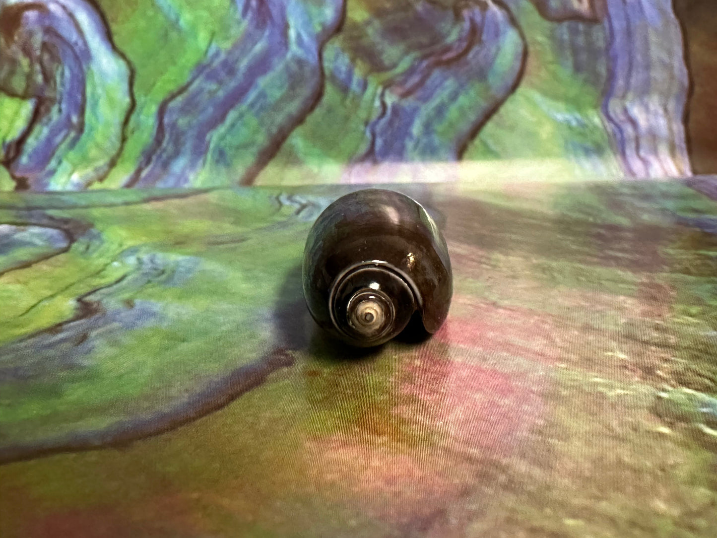 Oliva oliva (Black Variety) with Documentation, E. Java, Indonesia 2024