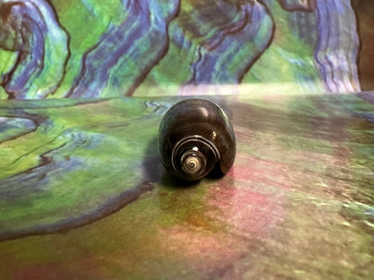 Oliva oliva (Black Variety) with Documentation, E. Java, Indonesia 2024