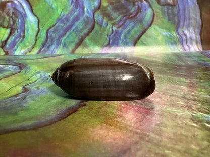 Oliva oliva (Black Variety) with Documentation, E. Java, Indonesia 2024