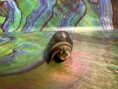 Oliva oliva (Black Variety) with Documentation, E. Java, Indonesia 2024