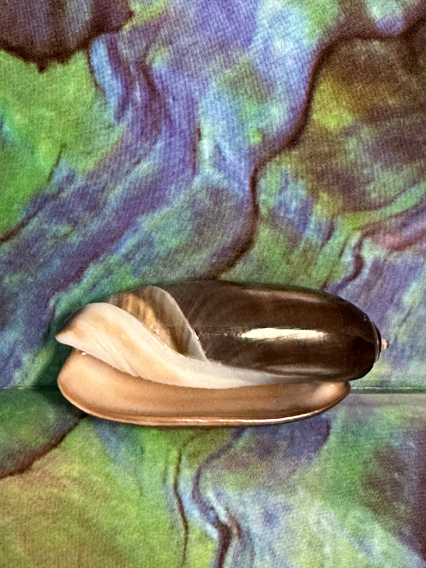 Oliva oliva (Black Variety) with Documentation, E. Java, Indonesia 2024