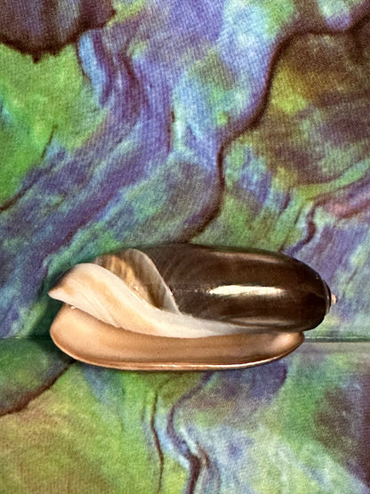 Oliva oliva (Black Variety) with Documentation, E. Java, Indonesia 2024