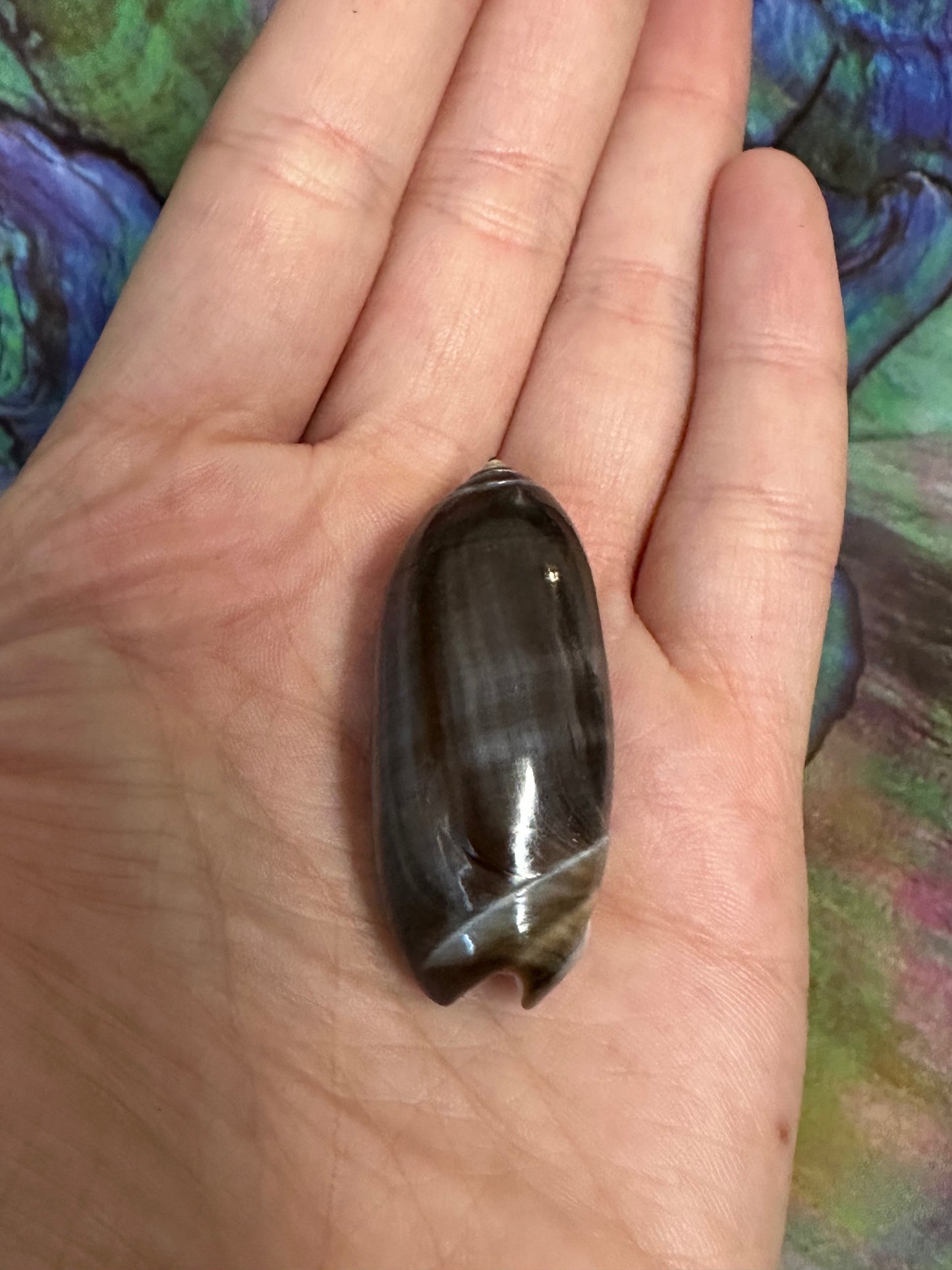 Oliva oliva (Black Variety) with Documentation, E. Java, Indonesia 2024