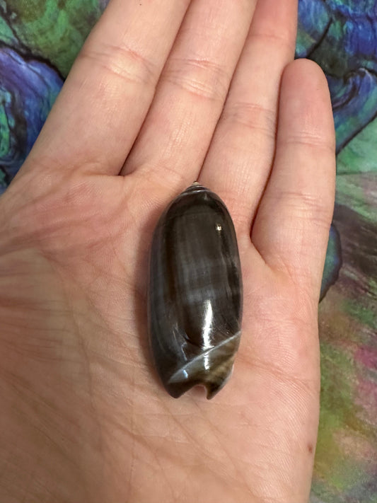 Oliva oliva (Black Variety) with Documentation, E. Java, Indonesia 2024