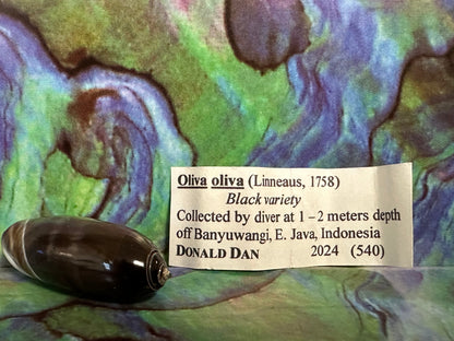 Oliva oliva (Black Variety) with Documentation, E. Java, Indonesia 2024