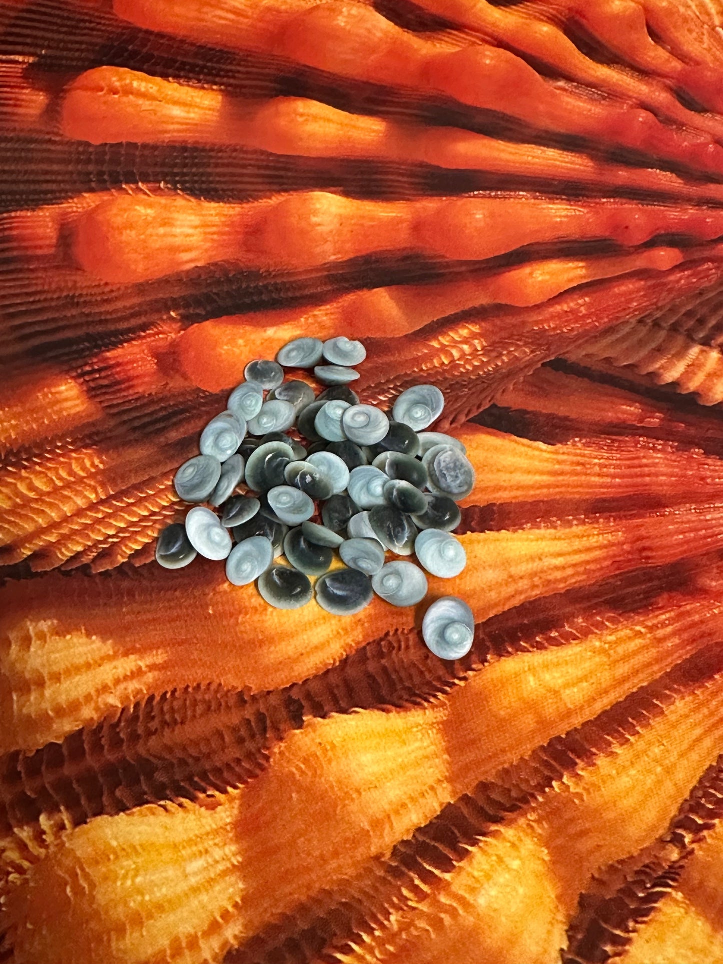 Teeny Tiny Blue Operculum