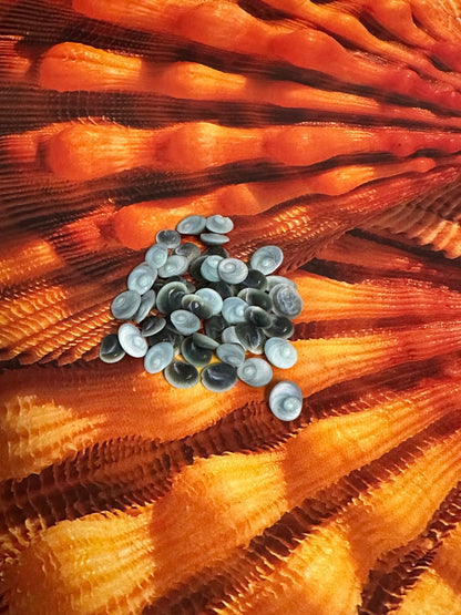 Teeny Tiny Blue Operculum