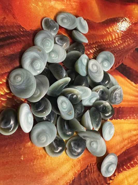 Teeny Tiny Blue Operculum