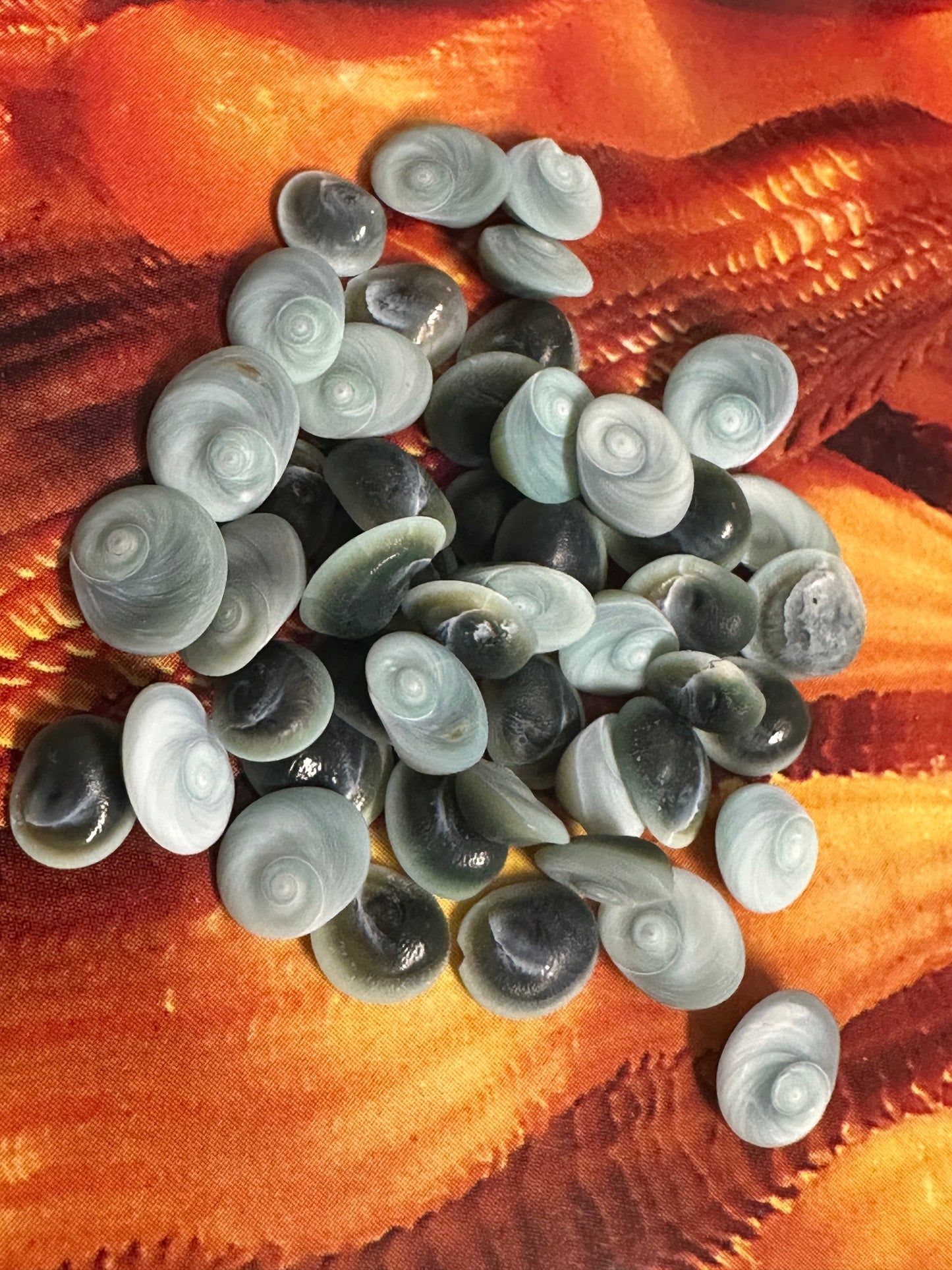 Teeny Tiny Blue Operculum