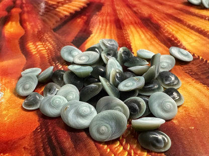 Teeny Tiny Blue Operculum